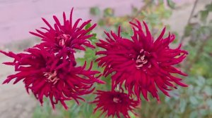 Как бы не забыть о СУПЕРФОСФАТЕ!! Один саженец-а какой куст👏👏👏