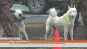 В Саранске прошла выставка собак охотничьих пород