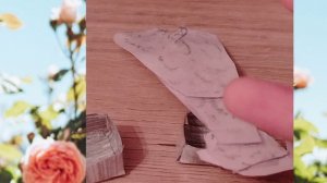 Утро с собаками! 🐕🦺🫶🏻☀️