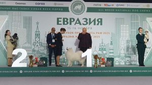 16.11.2025, Москва, РКФ. "ЕВРАЗИЯ-2025-2" (САС, ЧРКФ). Финал конкурса ЮНЫЙ ХЕНДЛЕР