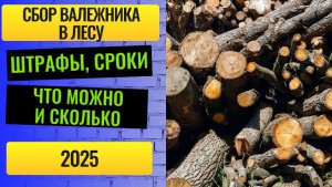 Сбор валежника 🪵 в лесу🌳🌲: сроки👐, штрафы 2025