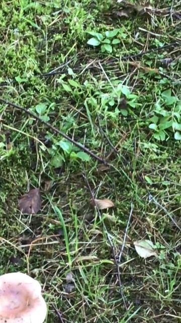 Ленинградская область. Хвойное. 17.07.2024. Дача. Гриб сыроежка