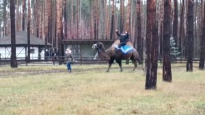 Леша и верблюд/парк и мясо на сковороде