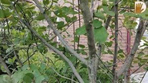 "САДЫ со ВКУСОМ" от Ирины Сахаровой. МАЛЕНЬКИЙ и КРАСИВЫЙ САДИК на 3-х сотках.