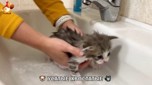 Котята и щенята 🐈🐶 Кошки и собаки 🤗 Милое видео про животных (10)