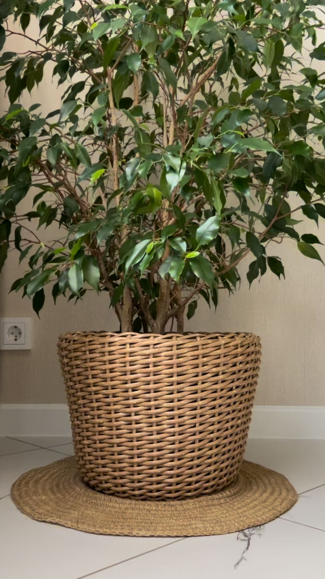 КАК ВЫРАСТИТЬ ФИКУС БЕНЖАМИНА?🌿