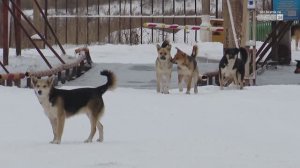 Глава СК РФ Александр Бастрыкин поставил на контроль дело о смерти мужчины на полигоне ТБО