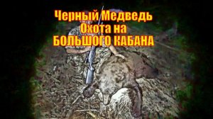 Черный Медведь Охота на БОЛЬШОГО КАБАНА