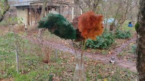 Зима на Ромашковой. Зимние яблоки Либерти и камыш. Краснодар, дача, 01.12.2025