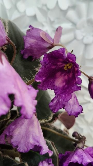 Фиалка Nik-Кони в Яблоко