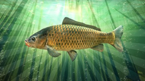 РР4 Медное (2 сезон, 5 серия)