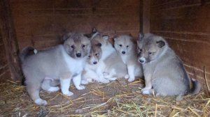 В первый день зимы