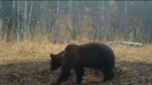 Из-за аномально теплой погоды медведи в Башкирии не могут уйти в спячку