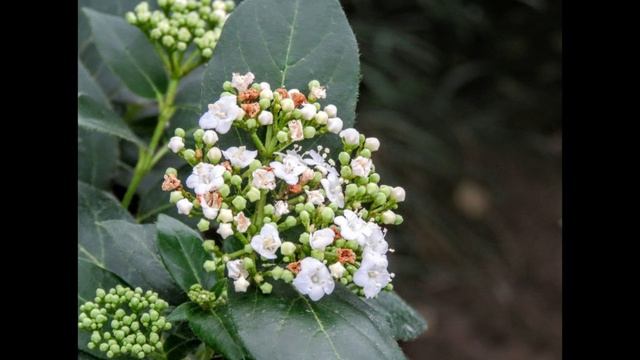 В ботаническом - Лесная поляна ч 2