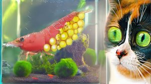 ЧТО СЛУЧИЛОСЬ В ПОДВОДНОМ ТЕРРАРИУМЕ?