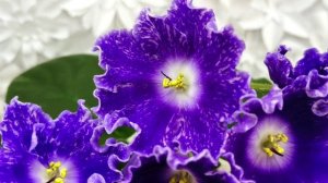 Фиалка DS-Сияющий Колокольчик