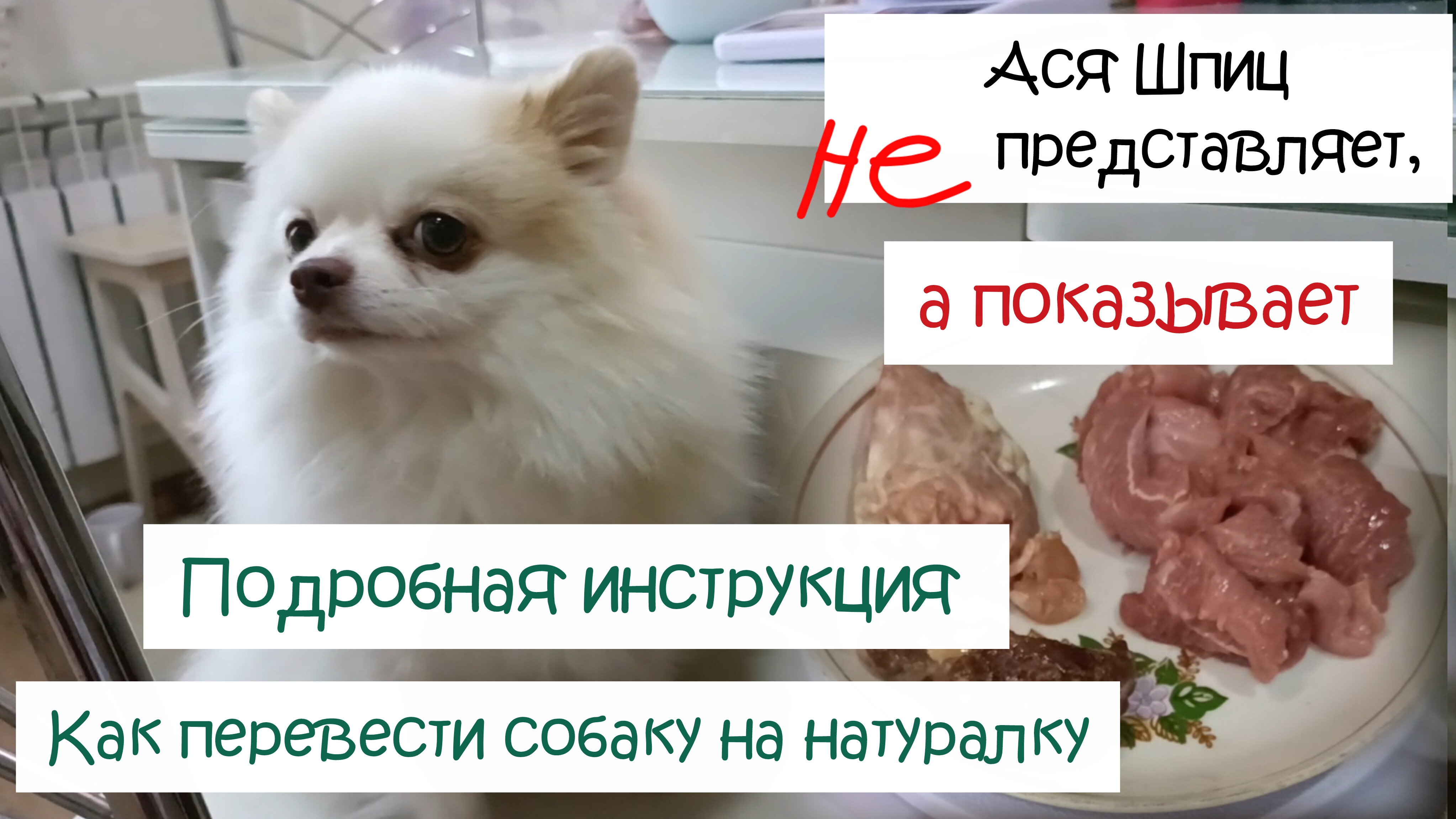 Чем кормить шпица? Как перевести собаку на натуралку. Инструкция по переводу смотреть онлайн