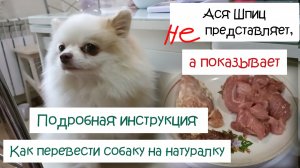 Чем кормить шпица? Как перевести собаку на натуралку. Инструкция по переводу