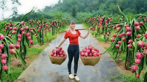 Собираю питаххаю для продажи на рынке