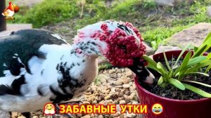 Забавные утки мускусные и пекинские на свободном выгуле со своими друзьями ч.(301) ❣️🤗😂