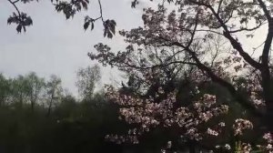 Японский сад. Прекрасные моменты. Цветение сакуры, момент 2.