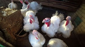 Условия содержания взрослых индюков