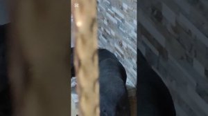 Какой скотиной надо быть, чтобы получать деньги и не кормить собак