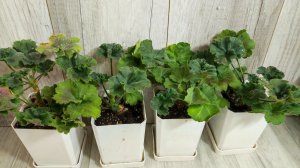 Срочно в Декабре СДЕЛАЙ ТАК с ГЕРАНЬЮ и вот зачем...