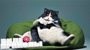 ВИДЕОПРИКОЛЫ \ КРУТЫЕ ПРИКОЛЫ 2025 \ НОВЫЕ ПРИКОЛЫ \ СМЕШНЫЕ ПРИКОЛЫ 2025 ЮМОР