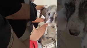 Меня попросили помочь собаке и в благодарность обещали построить один вольер