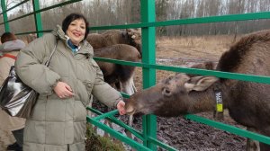 ЗдорОво, Кострома! Часть 4.  Сумароковская лосиная ферма. Хотите позитива? Вам к лосям🫎🫎🫎