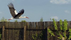 Решила подружится с собакой. Уборка чердака закончена.