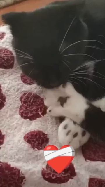 кошка Пуся смотреть онлайн