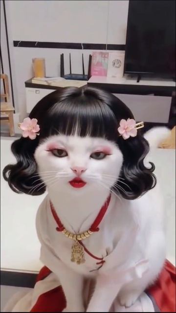 Кошачий макияж #кошки @GZT036