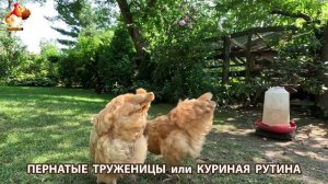 Куриная рутина – что делают куры на выгуле 😂 эпизод (73)