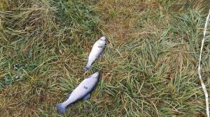 VID_20251201_142433_044