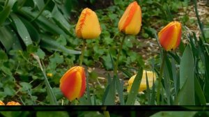 ВИДЕО ПВН  АВ   (586)