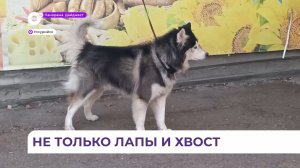 В Уссурийске усилен контроль за содержанием домашних животных