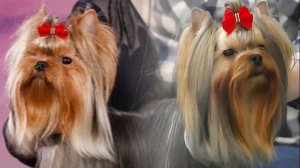 Трехмесячный мальчик Йоркширского терьера от чемпионов, " Явный Лидер".