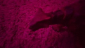 динозаврик Вася и его друзья не могут нажать кнопку подписаться