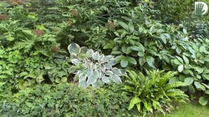 Видео журнал "СОФ №127" Цветущий сад. ФЛОКСЫ и ГОРТЕНЗИИ в дизайне сада и цветников.