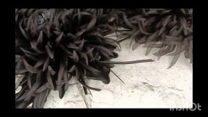 Чëрная шëлковая брошь цветок хризантема