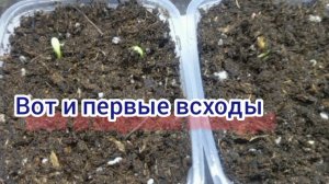 Остеоспермум. Вот и первые всходы.