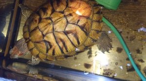 Красноухие черепахи 🐢 утро 01-12-2025. умная колонка Маруся рассказывает анекдоты!