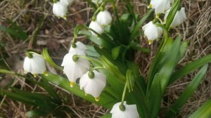 ВЗГЛЯД ЛУКАВЫЙ БРОСИШЬ , БУДТО ВОРОЖИШЬ авт и исп Злата Урусова на стихи Сергея Лесова