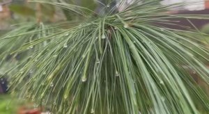 Первое, зимнее гуляние, всех с приходом зимы.