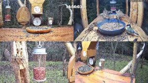 #онлайн_кормушка_для_птиц. 1 декабря 2025 года. г. Калуга