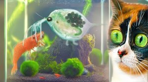 ПОДВОДНЫЙ ТЕРРАРИУМ, БОЛЬШИЕ ПЕРЕМЕНЫ!