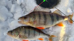 СЕЗОН ТРОФЕЕВ ОТКРЫТ !!! С ЧЁРТИКОМ НА ВОДОХРАНИЛИЩЕ !!!