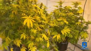 Астраханские полицейские выявили подпольную ферму по выращиванию конопли и производству наркотиков